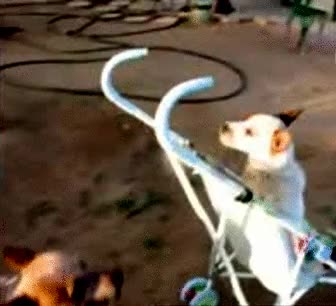 perro,carrito,pasear