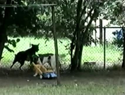 c&eacute;sped,perro,cortadora,segar