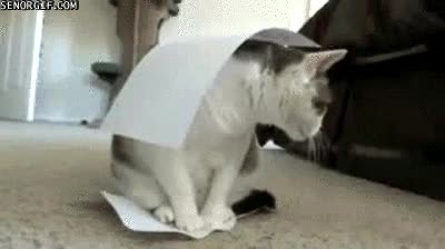 esconderse,papel,hoja,Gatos ninja