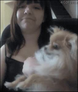 tocar,perro,enfadado,rabioso