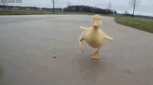 pato,velocidad,correr