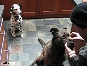 perro,treat,recompensa,generoso