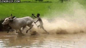 toros,carrera