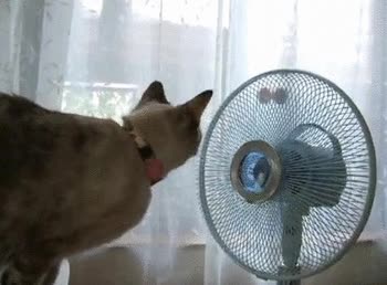 gato,ventilador,girando