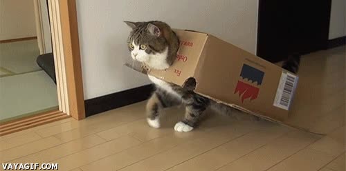 problem?,gato,caja