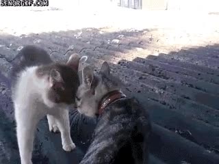 gato,pelea,mirada