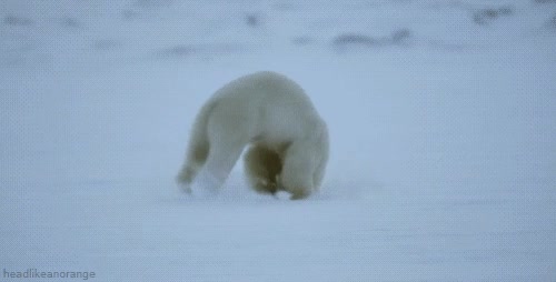 oso polar,poloroso,atrapar,hormiga,rapidez,precisión,audacia,ingenio,y hostia
