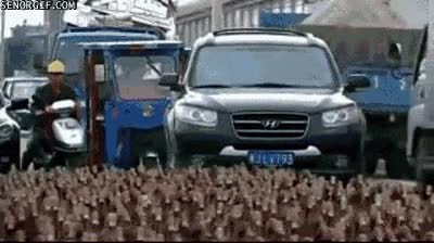 animales,patos,multitud,movimiento,huelga