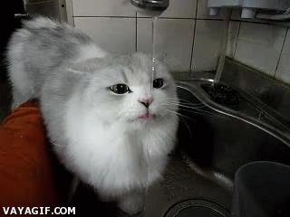 gato,bebiendo agua sin parar,agua