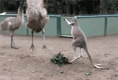 poder,canguro,avestruz,comida,robar,poderes