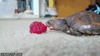 comer,animal,fruta,tortuga,son el miedo,charly gay,bebé
