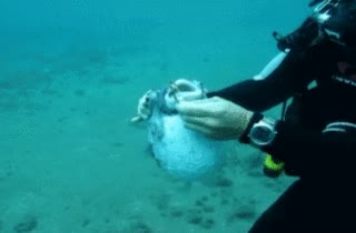 mar,pez,pez globo,anzuelo,salvar,buceo