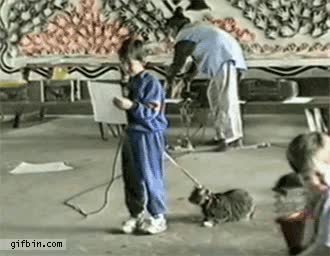 gato,correa,escape,listo