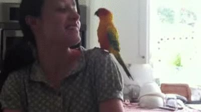 loro,ave,pájaro,dubstep