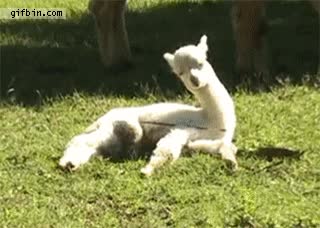 alpaca,dormir,despertarse