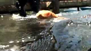 gato,nadar,mar,agua,mojado