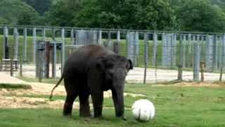 elefante,pelota,fútbol,jugar