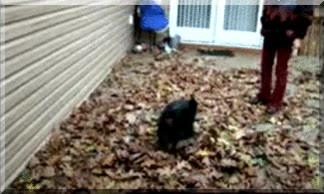 perro,dar vueltas,tornado,tif&oacute;n