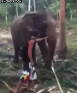 zas,boca,zas en toda la boca,elefante,gif