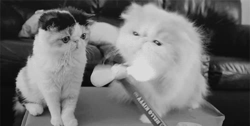 morder,ventilador,gato