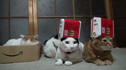 modernos,caja,mcdonalds,gato