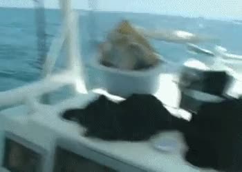 caña,pescar,mar,saltar,pez,barco,agua