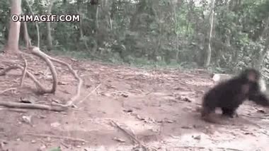 bailar,monete,molinete,jugar solo,huérfano,mono,vuelta