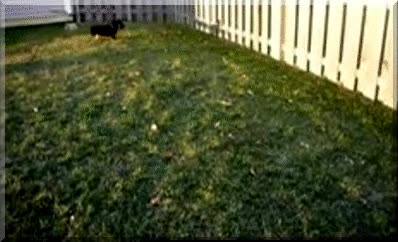 perro,correr,tonto,sombra,valla