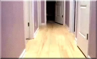 veloz,correr,perro,loco,habitaci&oacute;n