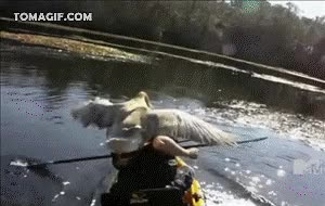 canoa,animal,gaviota,grabar,mara cinto te odio,agua