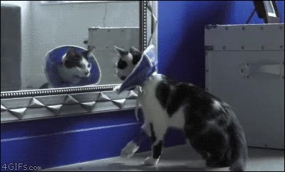 gato,collar,espejo,susto,salto