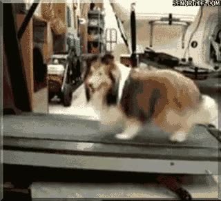 collie,perro,cinta mecánica,ejercicio,lassie