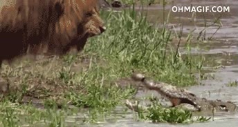 león,cocodrilo,susto,rugido