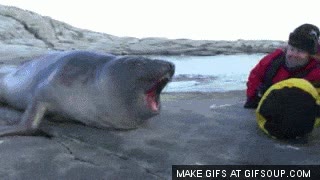 batman,humanos,boca,león marino,pelicula,foca,expresión