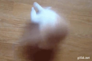 gato,corriendo,intentando,huir