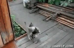perro,ayuda,gato