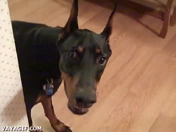 perro,can,divertido,observar,asco,ba&ntilde;o,caca