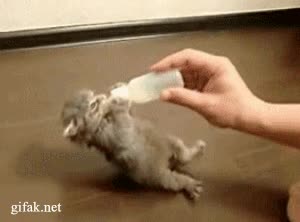 biberón,gato,quiere,comer