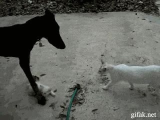 cría,gatito,perro,arañar,gato,salvar,otro