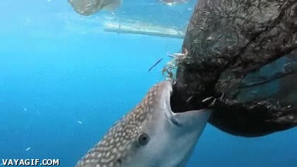 comer,peces,pesca,red,gorrón,tiburón