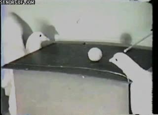 aves,palomas,pingpong,pelota,partida