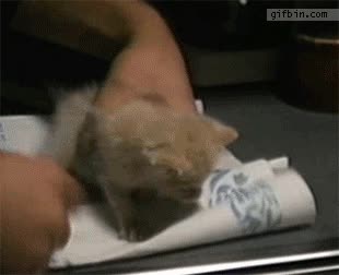gato,beber,biberón,leche,jeringa