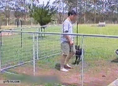 perro,hostia,valla,salto