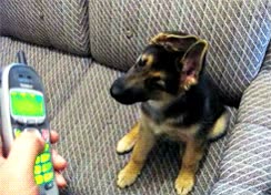 perro,telefono,sonido,orejas,eh?
