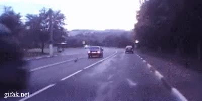 susto,carretera,atropello,conejito