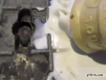 ratón,alcantarilla,helado,rata