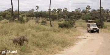 correr,rey,bebé,elefantes