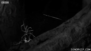 ara&ntilde;a,cazar,presa,depredador