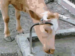 vaca,baño,agua,sed,cuerno,toro