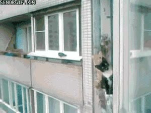 Gatos,vigilando,ventana